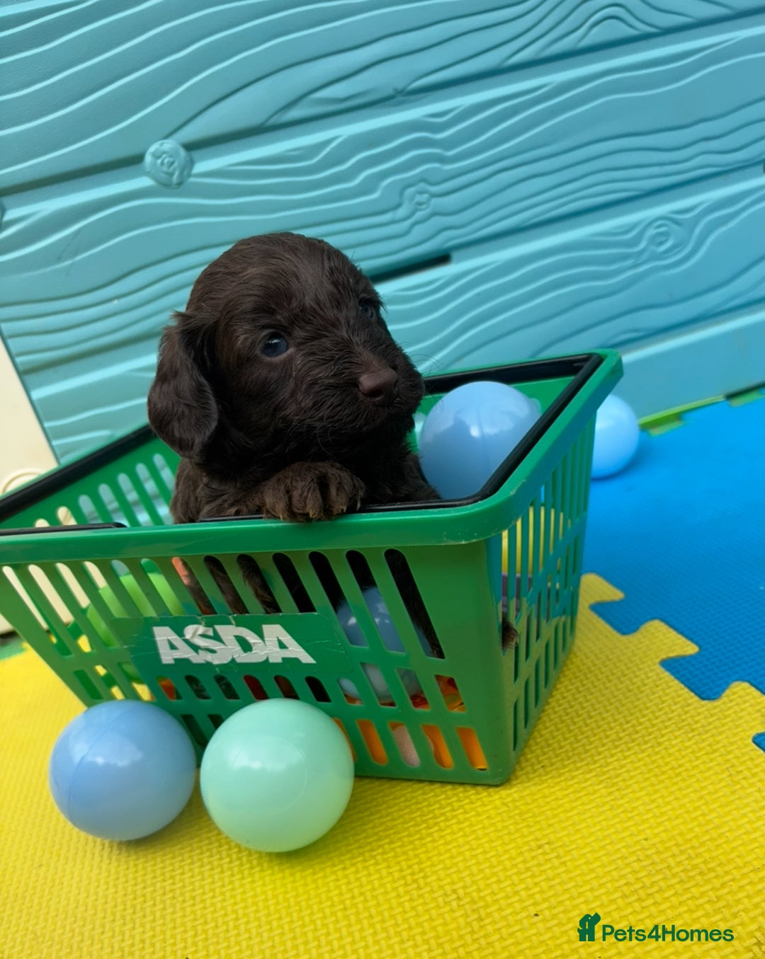 Cockapoo dogs for sale: DNA CLEAR F1  choc, merle, champagne, black - Image 7