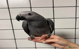 Cockatoo birds for sale: Super Tame Hand Reared Baby African Greys - Image 4