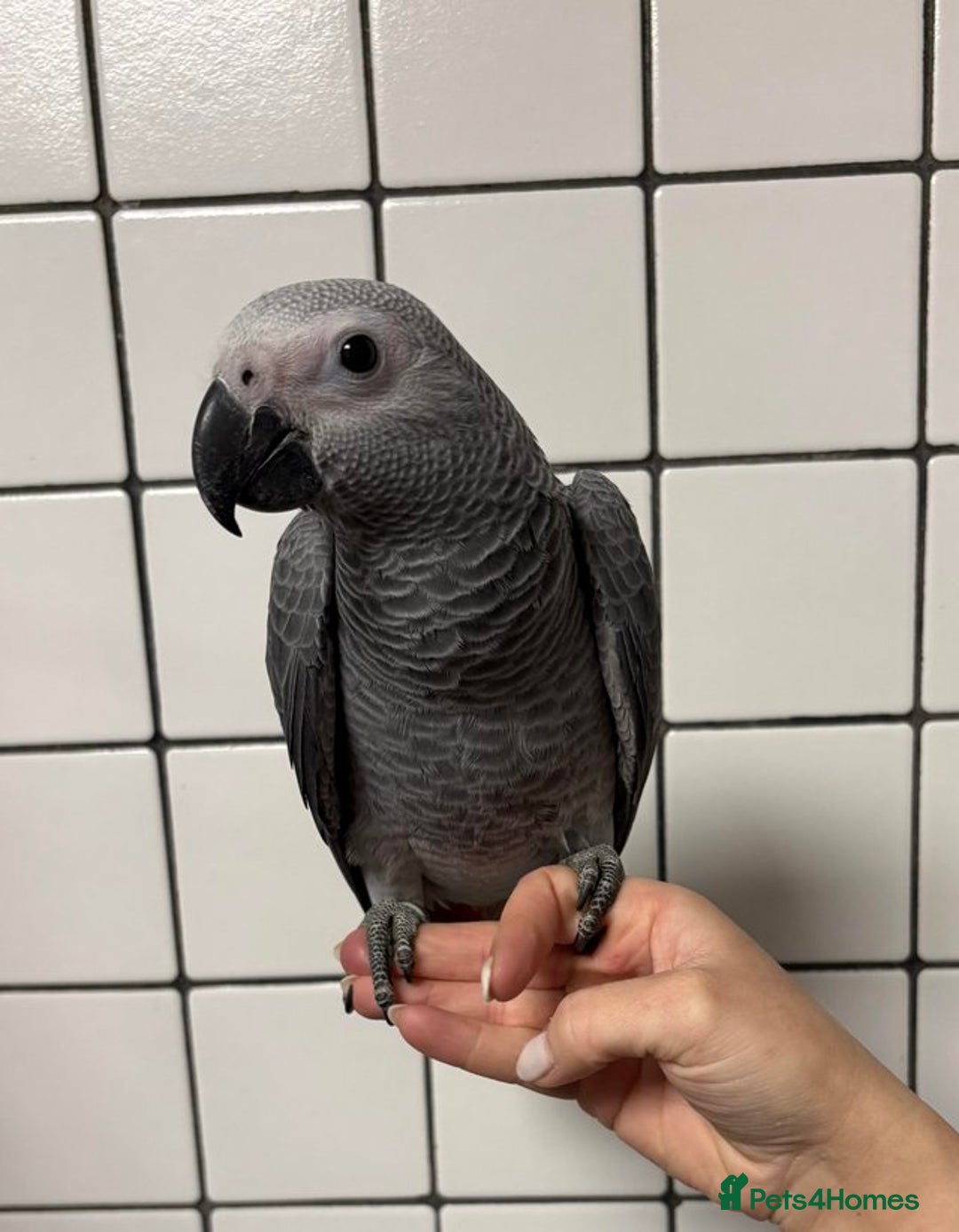 Cockatoo birds for sale: Super Tame Hand Reared Baby African Greys - Image 4
