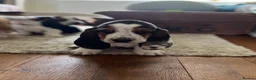 Basset Hound dogs for sale: Basset Hound Puppies - Advert 5