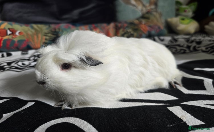 Guinea Pig rodents - Advert 4