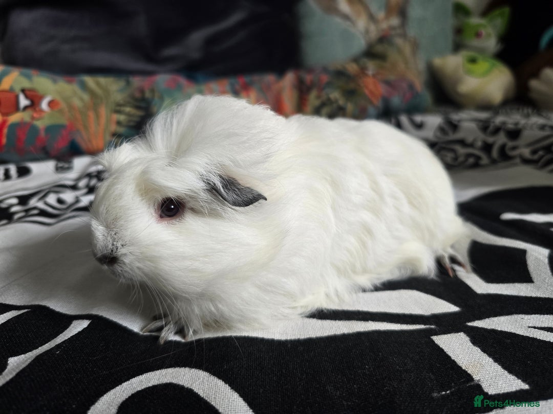Guinea Pig rodents for sale: Male guinea pig silkie×swiss mix - Image 1