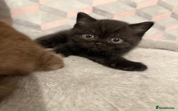 British Shorthair cats for sale: Champion Line British Shorthair Kittens - Image 25
