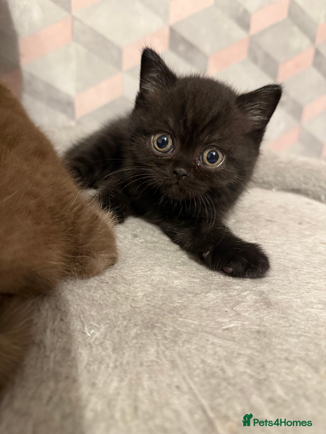 British Shorthair cats for sale: Champion Line British Shorthair Kittens - Image 25