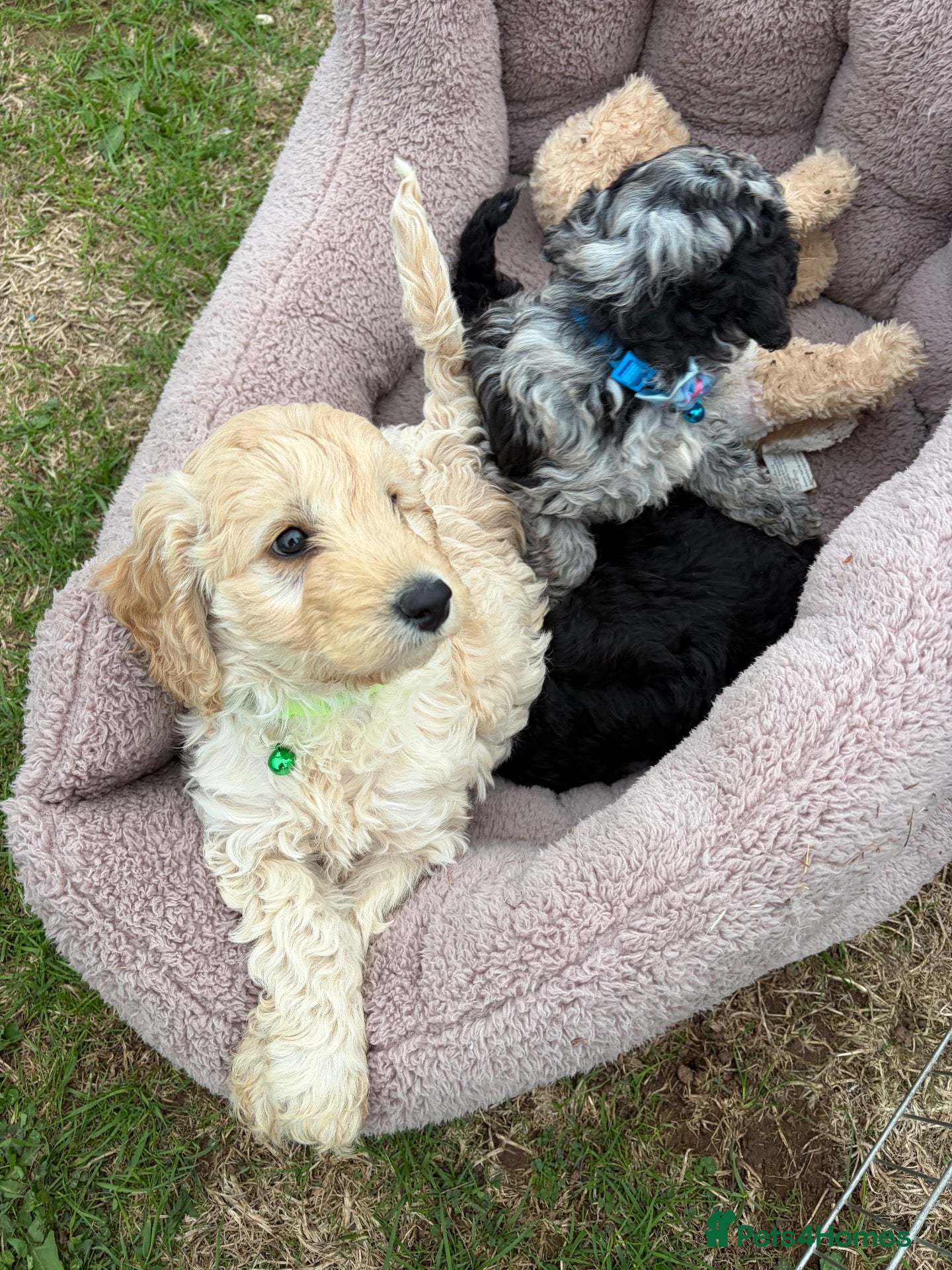 Cockapoo dogs F1b cockapoo pups 2 boys 1 girl  - Advert 2