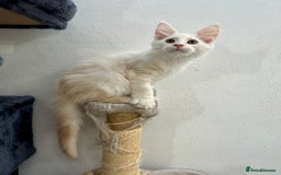 Maine Coon cats for sale: Pedigree TICA Registered Maine Coon Kittens - Image 18