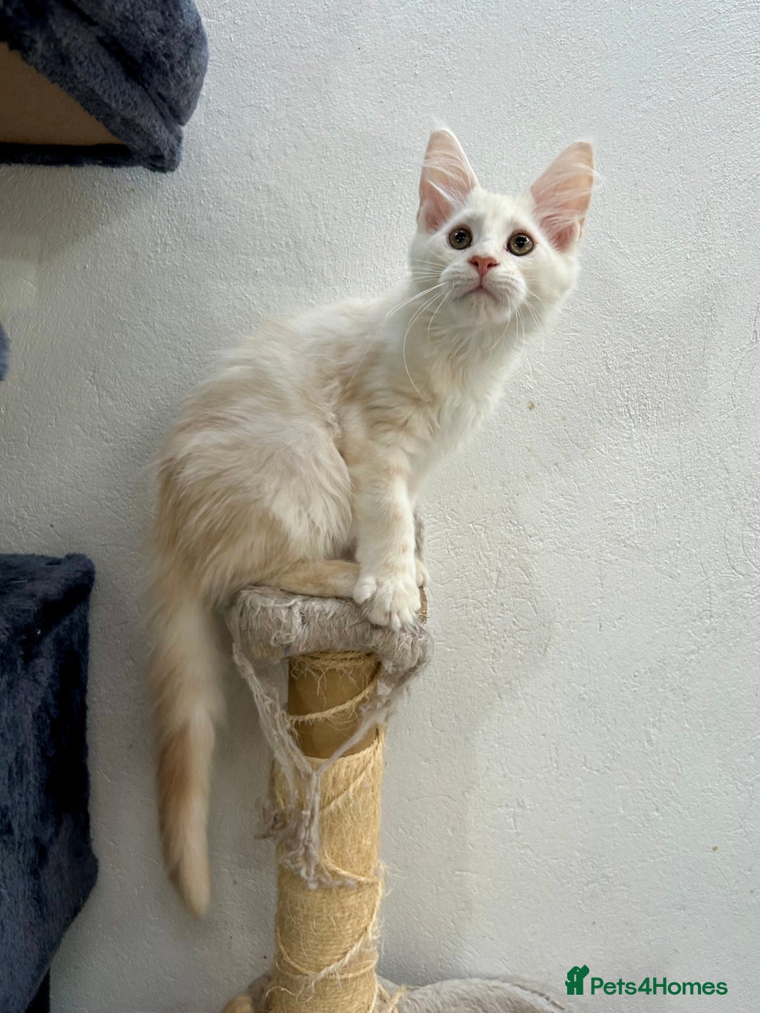 Maine Coon cats for sale: Pedigree TICA Registered Maine Coon Kittens - Image 18