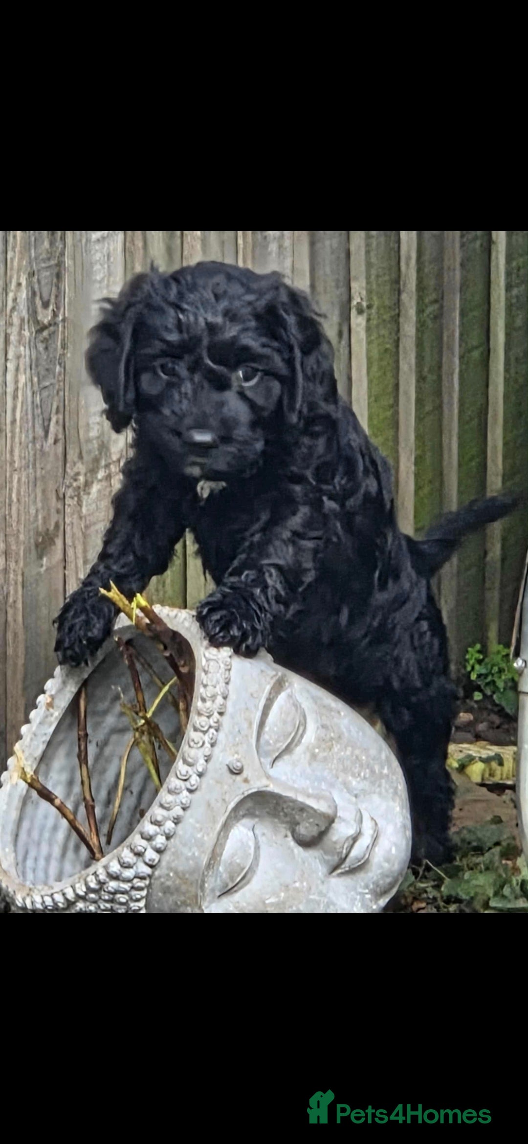 Cockapoo dogs for sale: cockapoo - Advert 10