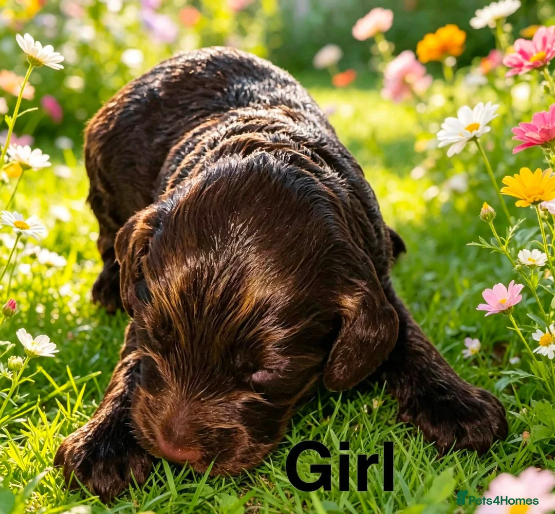Cockapoo dogs for sale: DNA CLEAR, Stunning F1 Cockapoo puppies - Advert 2