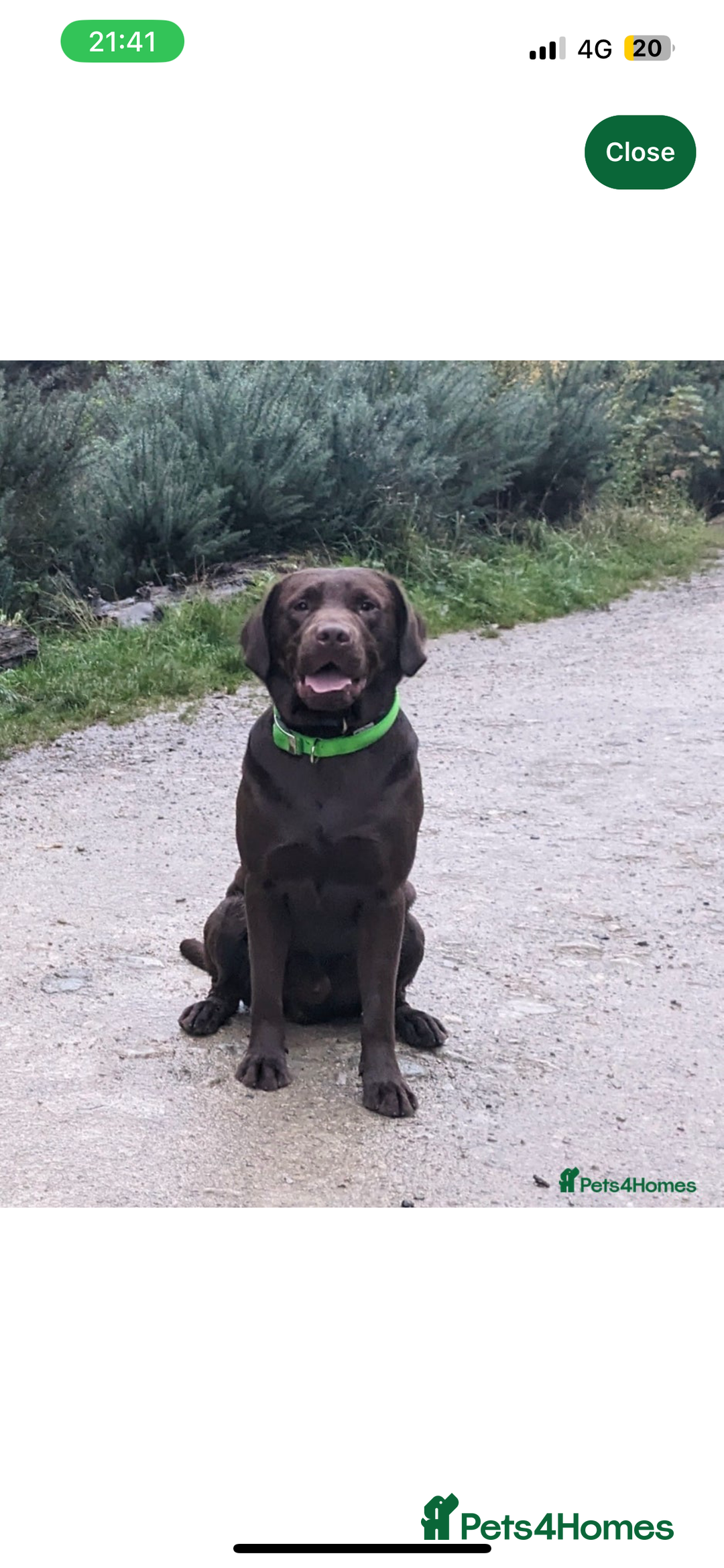 Labrador Retriever dogs for sale: KC RegisteredLabrador Puppies – Ready from 14/02 - Advert 15