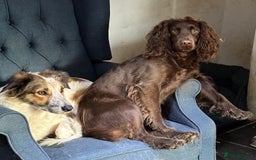 Cocker Spaniel dogs for sale: Cocker Spaniel Puppies looking for the best homes - Image 9