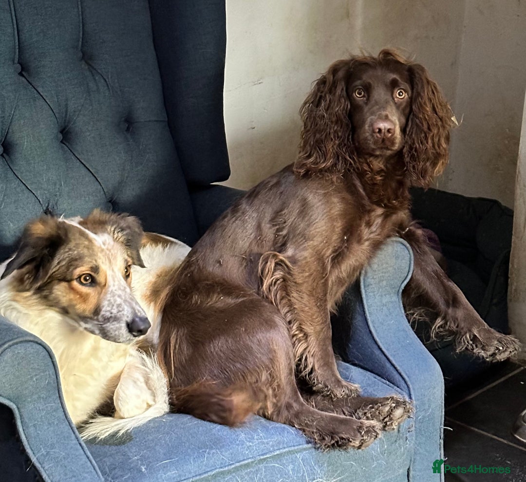 Cocker Spaniel dogs for sale: Cocker Spaniel Puppies looking for the best homes - Image 9