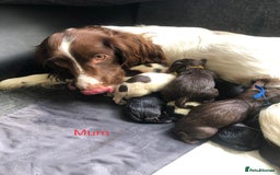 Mixed Breed dogs for sale: Miniature dachshund x springer spaniel puppies  - Image 14