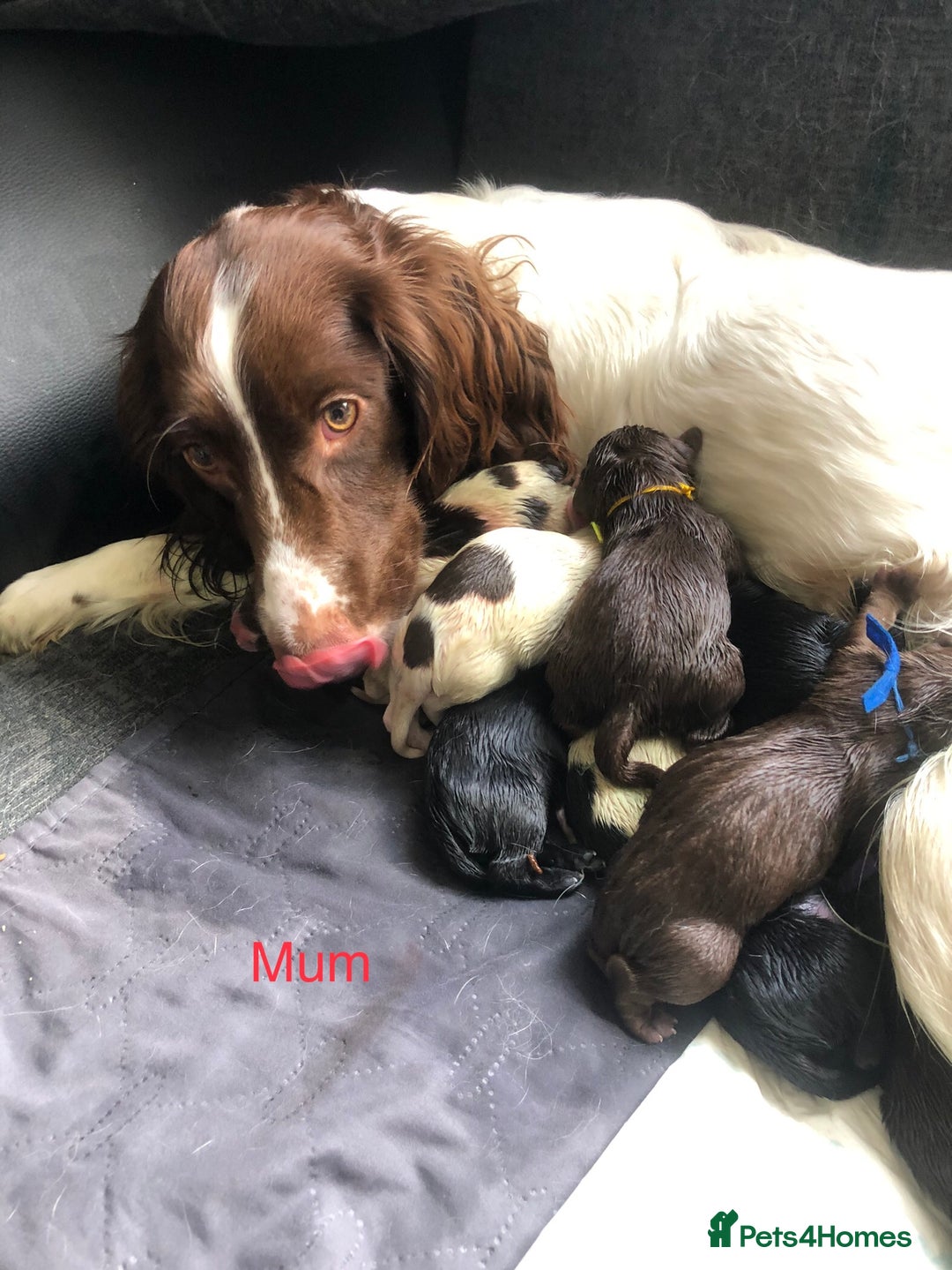 Mixed Breed dogs for sale: Miniature dachshund x springer spaniel puppies  - Image 14
