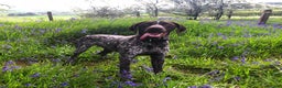 German Shorthaired Pointer dogs for stud: Experienced GSP Working Gundog STUD Twisted Embers in Ludlow - Advert 12