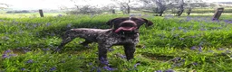 German Shorthaired Pointer dogs for stud: Experienced GSP Working Gundog STUD Twisted Embers in Ludlow - Advert 12