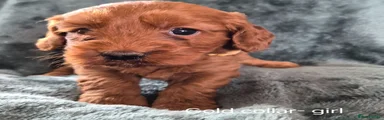 Cockapoo 6