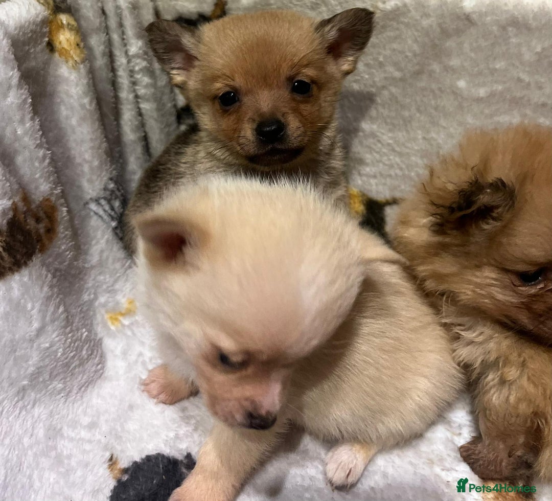 Pomchi dogs for sale: Pomeranian puppy's  - Advert 16