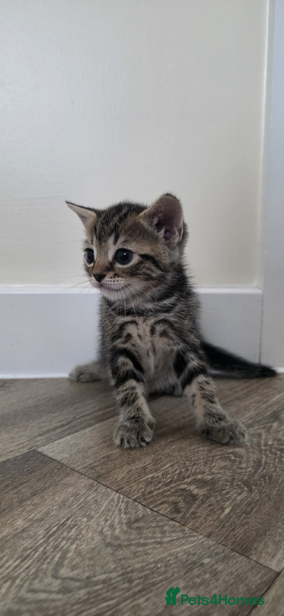 Mixed Breed cats for sale: 2 little little kittens ( both girls) for free - Image 1