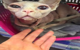 Sphynx cats for sale: Baby girl pixie 1 yrs 6 month - Image 5