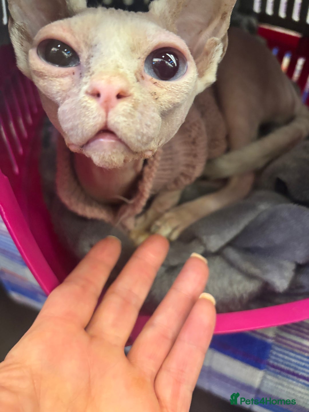 Sphynx cats for sale: Baby girl pixie 1 yrs 6 month - Image 5