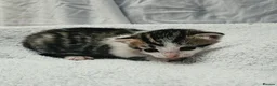 Mixed Breed cats for sale: Gorgeous Kittens for Sale - Advert 8