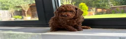 Toy Poodle dogs for sale: Gorgeous toy poodle x Asian toy poodle DNA tested - Advert 7