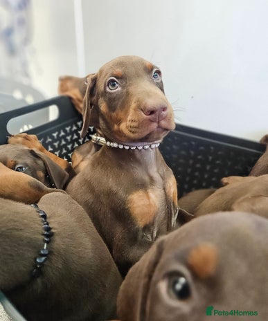 Dobermann dogs - Advert 3