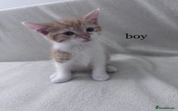 Mixed Breed cats for sale: Cute kittens looking for nice home  - Image 8