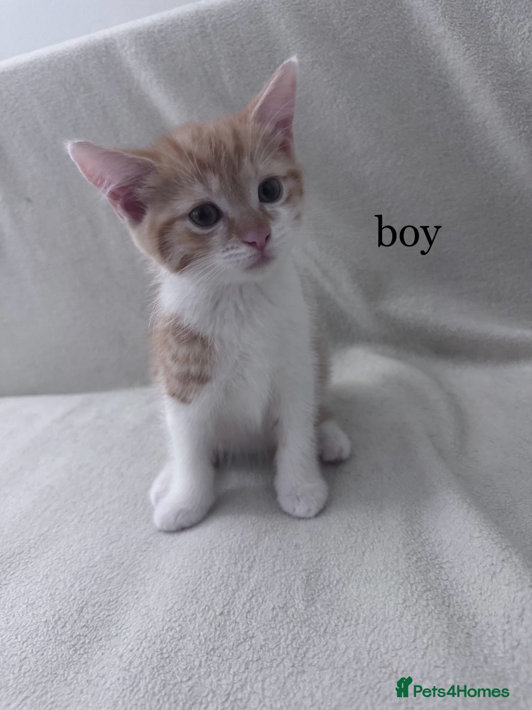 Mixed Breed cats for sale: Cute kittens looking for nice home  - Image 8