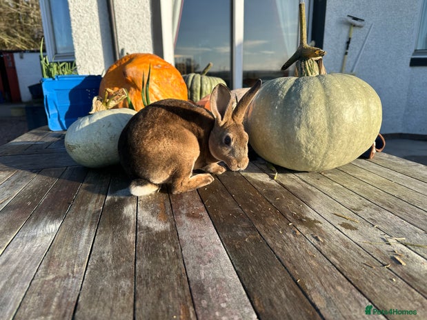 Rex rabbits Rex Standard Kits available - Advert 1