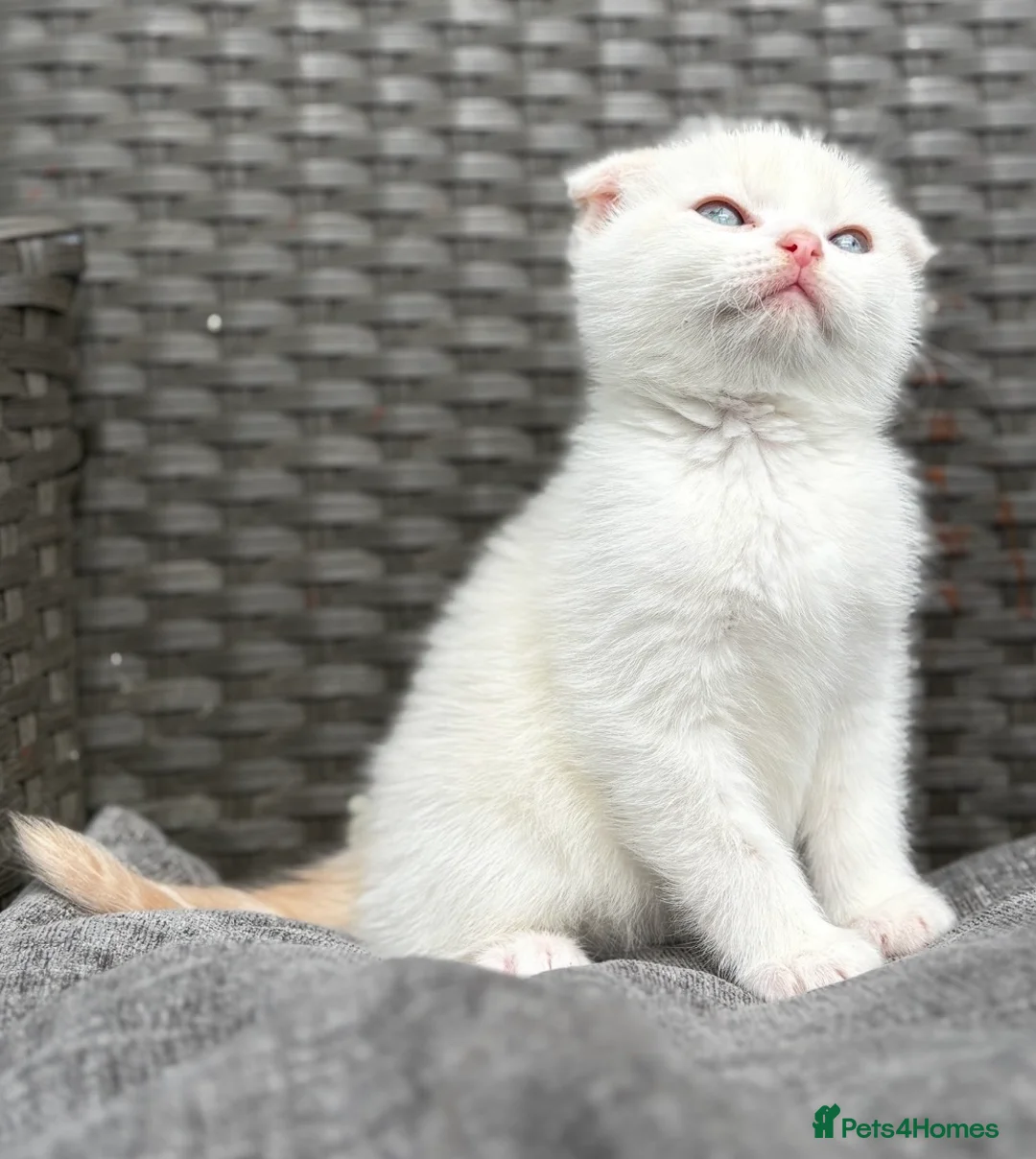Scottish Fold cats for sale: Scottish fold kittens  - Advert 1