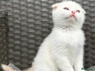 Scottish Fold cats Scottish fold kittens - Advert 4