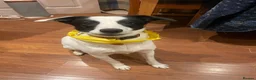 Mixed Breed dogs for adoption: Meet Missy, currently residing in Devon in Tiverton - Advert 3