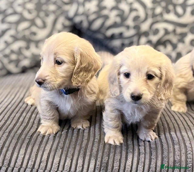 Miniature Dachshund dogs long haired cream miniature dachshund puppies  - Advert 10