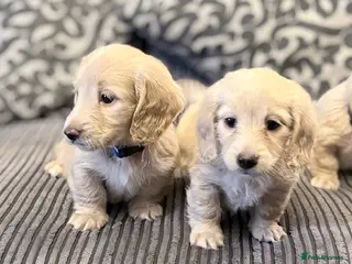 Miniature Dachshund dogs long haired cream miniature dachshund puppies - Advert 14