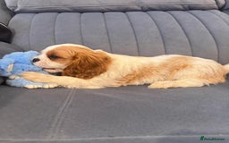 Cavalier King Charles Spaniel dogs for sale: ⭐Cavalier Boy -0% COI & Fully Health Tested⭐ - Image 13