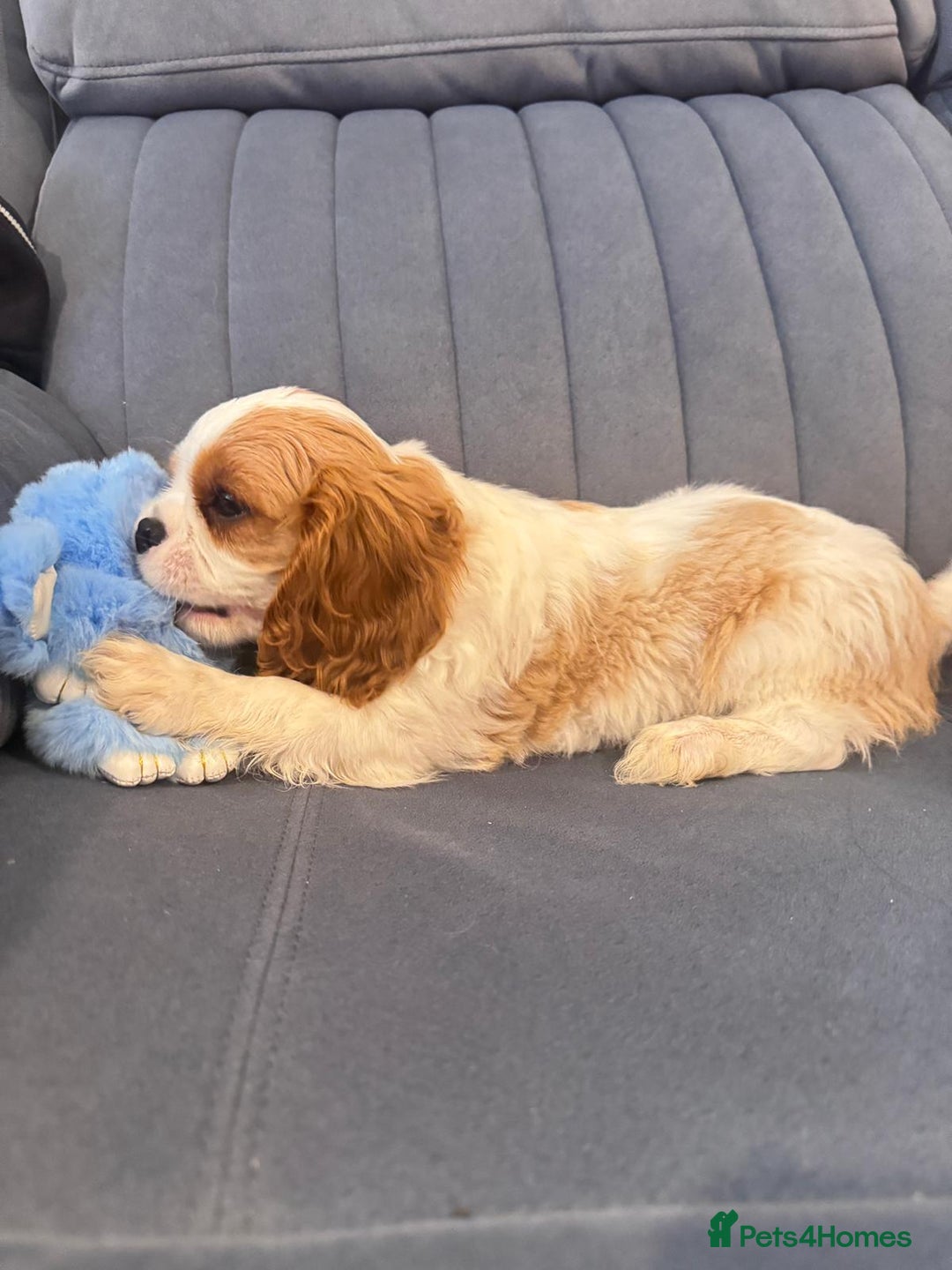 Cavalier King Charles Spaniel dogs for sale: ⭐Cavalier Boy -0% COI & Fully Health Tested⭐ - Image 13