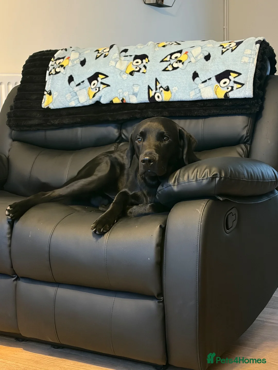 Labrador Retriever dogs for sale: Labrador Retriever  in Willenhall - Advert 2