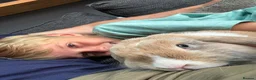 English Lop rabbits for sale: Beautiful Bunny 'Ziggy" - Advert 3