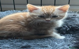 Mixed Breed cats for sale: Stunning fluffy and short haired ready now  - Image 26