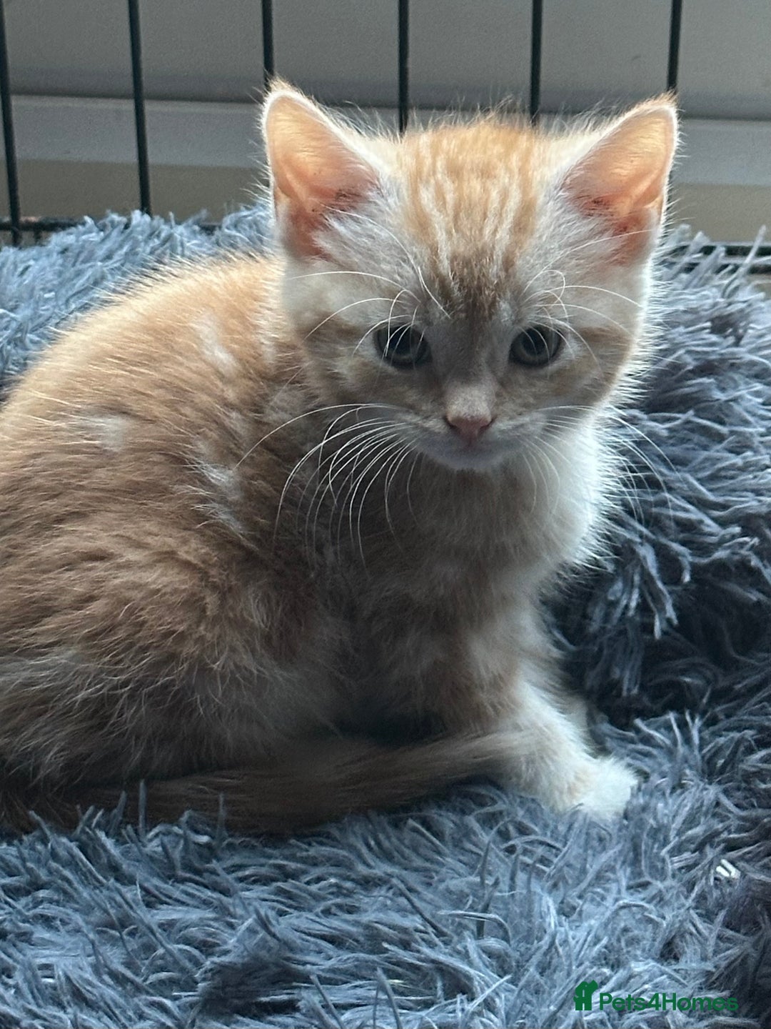 Mixed Breed cats for sale: Stunning fluffy and short haired ready now  - Image 26