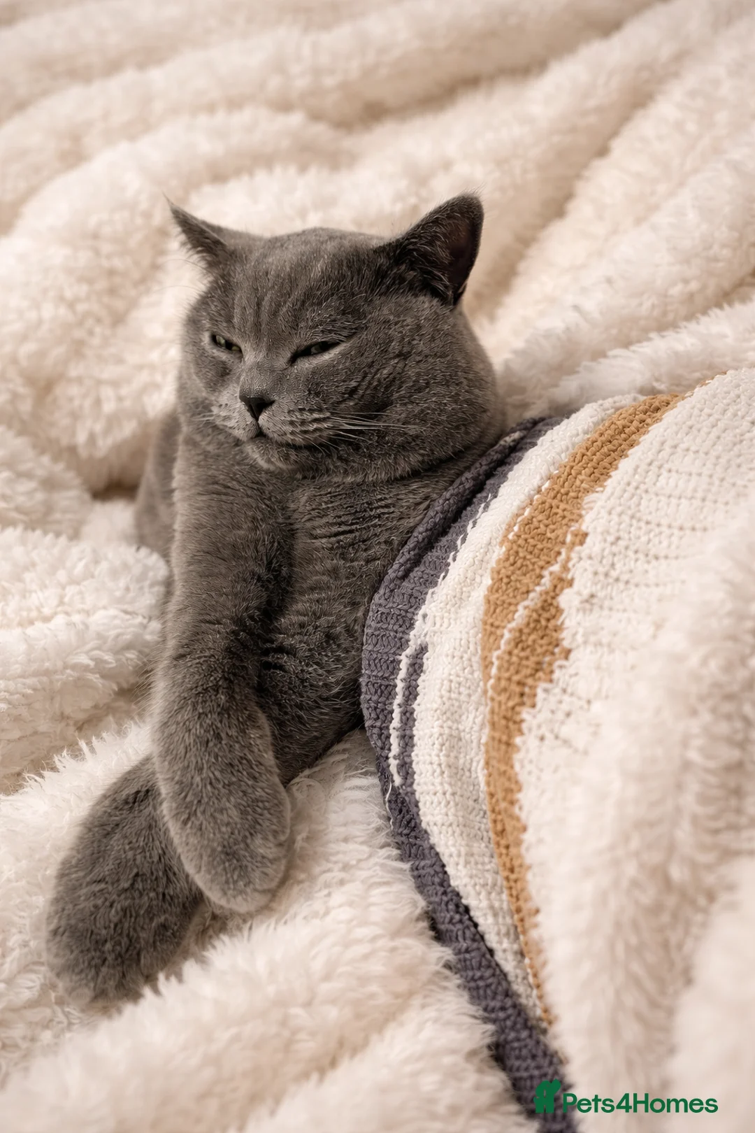 British Shorthair cats for stud: ✨️ Beautiful GCCF Stud. Rare BSH Silver Blue. ✨️ - Advert 1