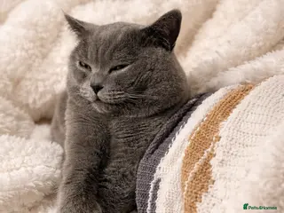 British Shorthair cats Limited Time British Shorthair Blue Stud Offer - Advert 1