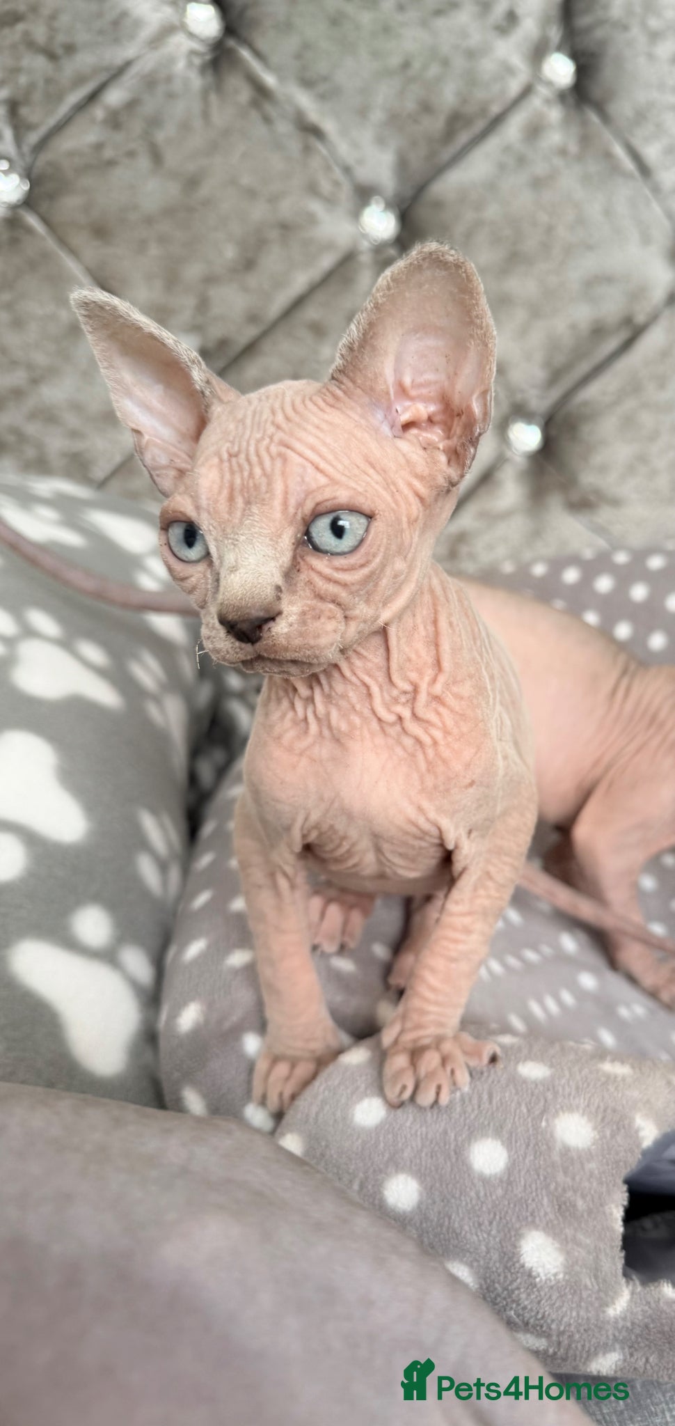 Sphynx cats TICA REG. Last  girl  available.🐱🐾 - Advert 2