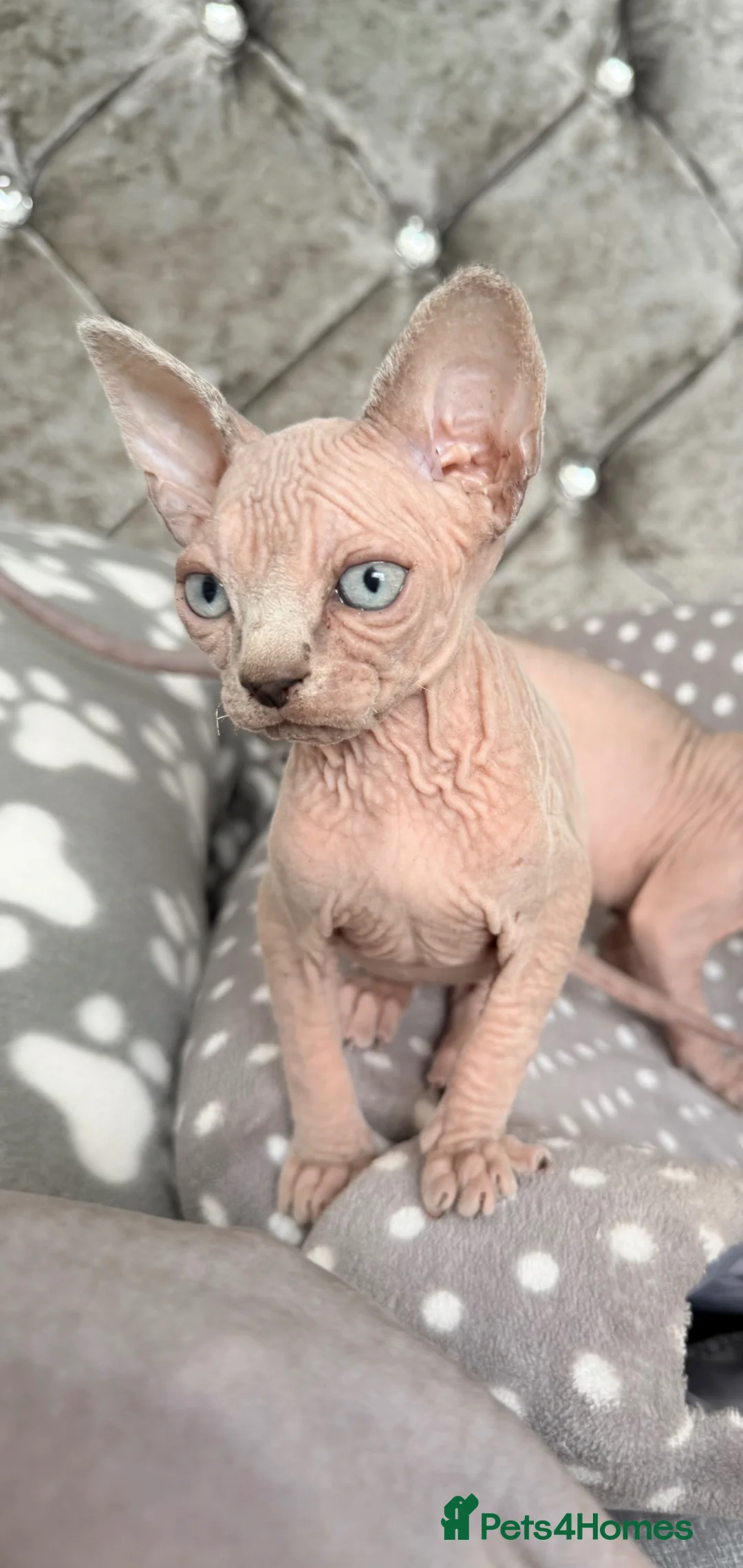 Sphynx cats for sale: TICA REG. Last  girl  available.🐱🐾 - Advert 1