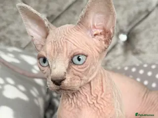 Sphynx cats TICA REG. Last girl available.🐱🐾 - Advert 2