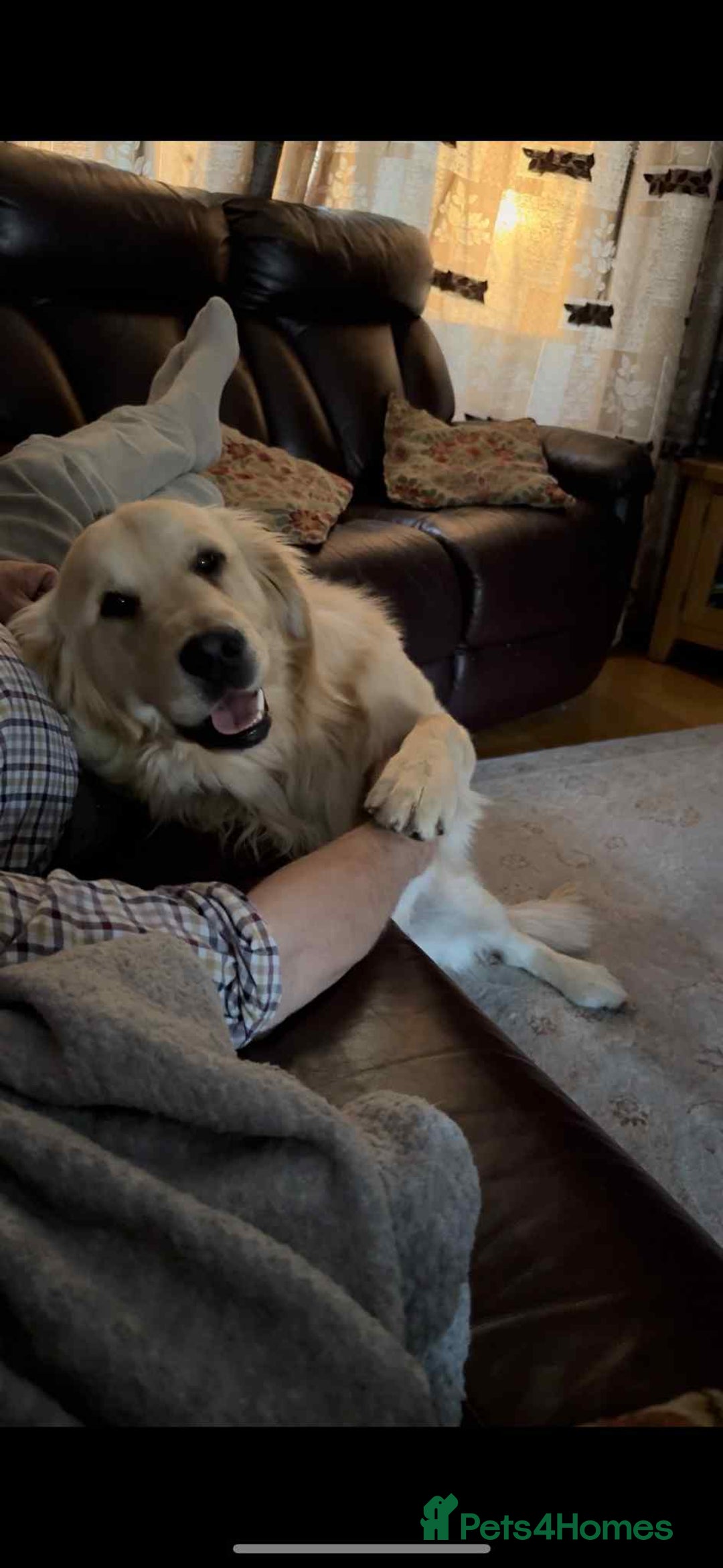 Golden Retriever dogs for sale: 2 year old kc registered male  - Advert 9