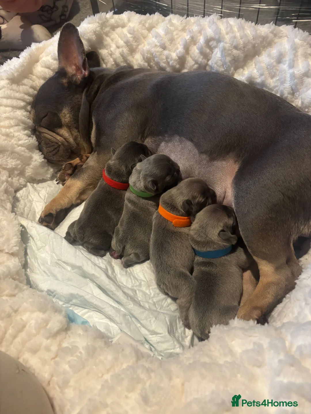 French Bulldog dogs for sale: ⭐️Champion bloodline KC registered French Bulldog - Advert 2