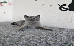 British Shorthair cats for sale: Gccf British Shorthair female  - Image 2